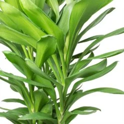 Cordyline Fruticosa Glauca - Green Ti Plant -HousePlants Shop Cordyline fruticosa Glauca Green Ti Plant Stems