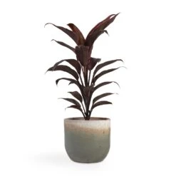 Tarra Plant Pot - Forest -HousePlants Shop Cordyline fruticosa Mambo Hawaiian Ti Plant 12x40cm Tarra Plant Pot Forest 15x13cm fed8040c f594 42b4 9e76 7c459928dfb3