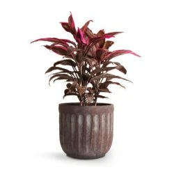 Cordyline Fruticosa Mambo - Hawaiian Ti Plant 32 Cordyline Fruticosa Mambo - Hawaiian Ti Plant -HousePlants Shop Cordyline fruticosa Mambo Hawaiian Ti Plant 19x50cm Duncan Plant Pot Blue Gold 23x22cm 0b14a82e 7c73 4728 a5a0 ad733f00f0dc