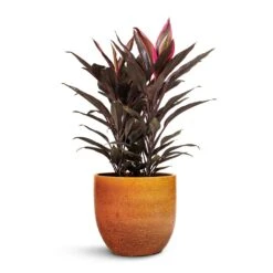 Cordyline Fruticosa Mambo - Hawaiian Ti Plant 31 Cordyline Fruticosa Mambo - Hawaiian Ti Plant -HousePlants Shop Cordyline fruticosa Mambo Hawaiian Ti Plant 19x50cm Jolin Plant Pot Desert 24x23cm 461512c1 8f40 4839 8d86 e5636e40e49e