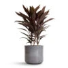Cordyline Fruticosa Mambo - Hawaiian Ti Plant 2 Cordyline Fruticosa Mambo - Hawaiian Ti Plant -HousePlants Shop Cordyline fruticosa Mambo Hawaiian Ti Plant 19x50cm Remmi Glaze Plant Pot Grey 20x20cm c3aa3ded ee22 405c 8c78 4f241fd60fe9