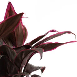 Cordyline Fruticosa Mambo - Hawaiian Ti Plant 25 Cordyline Fruticosa Mambo - Hawaiian Ti Plant -HousePlants Shop Cordyline fruticosa Mambo Hawaiian Ti Plant Close Up