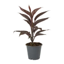 Cordyline Fruticosa Mambo - Hawaiian Ti Plant 24 Cordyline Fruticosa Mambo - Hawaiian Ti Plant -HousePlants Shop Cordyline fruticosa Mambo Hawaiian Ti Plant a0c65b4b 8ead 47e2 a284 a2b6a510e83d