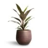 Cordyline Fruticosa Rumba - Hawaiian Ti Plant -HousePlants Shop Cordyline fruticosa Rumba Hawaiian Ti Plant 12x35cm Lydia Plant Pot Shiny Purple 15x13cm