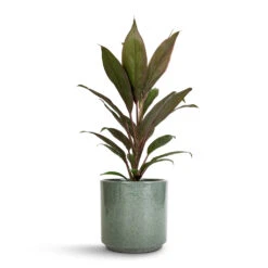 Cordyline Fruticosa Rumba - Hawaiian Ti Plant -HousePlants Shop Cordyline fruticosa Rumba Hawaiian Ti Plant 12x35cm Remmi Glaze Plant Pot Green 14x14cm be6d917c 0351 45d1 b6df 4409cbbfa099