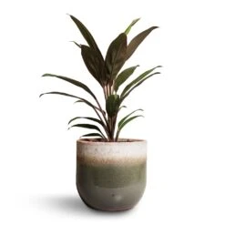 Tarra Plant Pot - Forest -HousePlants Shop Cordyline fruticosa Rumba Hawaiian Ti Plant 12x35cm Tarra Plant Pot Forest 15x13cm 00f6dd4e e1c9 4d63 9d09 c5d3f44e748d
