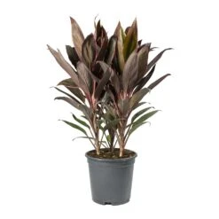 Cordyline Fruticosa Rumba - Hawaiian Ti Plant -HousePlants Shop Cordyline fruticosa Rumba Hawaiian Ti Plant