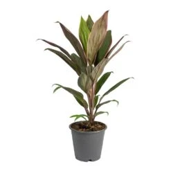 Cordyline Fruticosa Rumba - Hawaiian Ti Plant -HousePlants Shop Cordyline fruticosa Rumba Hawaiian Ti Plant Small