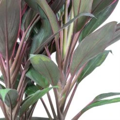 Cordyline Fruticosa Rumba - Hawaiian Ti Plant -HousePlants Shop Cordyline fruticosa Rumba Hawaiian Ti Plant Stems