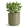 Cotyledon Tomentosa Ladys - Bear Paw Plant -HousePlants Shop Cotyledon tomentosa ladys Bear Paw Plant 10.5x20cm Thies Plant Pot Olive Green 13x13cm