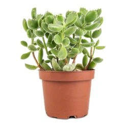 Cotyledon Tomentosa Ladys - Bear Paw Plant -HousePlants Shop Cotyledon tomentosa ladys Bear Paw Plant 12x15cm