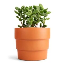 Cotyledon Tomentosa Ladys - Bear Paw Plant -HousePlants Shop Cotyledon tomentosa ladys Bear Paw Plant 12x15cm Boston Tiered Plant Pot Terracotta 16.5x14cm