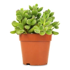 Cotyledon Tomentosa Ladys - Bear Paw Plant -HousePlants Shop Cotyledon tomentosa ladys Bear Paw Plant 12x25cm
