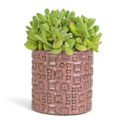 Cotyledon Tomentosa Ladys - Bear Paw Plant -HousePlants Shop Cotyledon tomentosa ladys Bear Paw Plant 12x25cm Fiene Plant Pot Pink 14x14cm 3e5f3c27 3f6b 4ba5 b1ae db9ed3f12a21