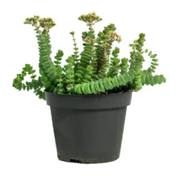Crassula Marneriana Hottentot - Jade Necklace -HousePlants Shop Crassula marneriana Hottentot Jade Necklace 11cm