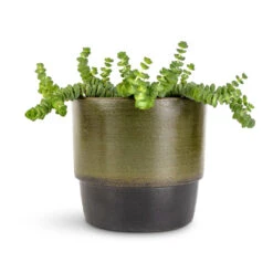 Erik Plant Pot - Dark Olive -HousePlants Shop Crassula marneriana Hottentot Jade Necklace 11x15cm Erik Plant Pot Olive 14x12cm c047c023 b934 444d 9283 006ff317c701