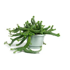 Crassula Marneriana Hottentot - Jade Necklace -HousePlants Shop Crassula marneriana Hottentot Jade Necklace 14cm
