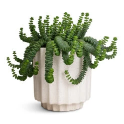 Bourton Scalloped Plant Pot - Ivory -HousePlants Shop Crassula marneriana Hottentot Jade Necklace 14x20cm Bourton Scalloped Plant Pot Ivory 16x16cm