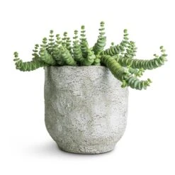 Crassula Marneriana Hottentot - Jade Necklace -HousePlants Shop Crassula marneriana Hottentot Jade Necklace 14x20cm Dave Plant Pot Cool Grey 17x17cm 73908b6c 2288 4369 9e0f 98ccd293a37b