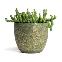 Crassula Marneriana Hottentot - Jade Necklace -HousePlants Shop Crassula marneriana Hottentot Jade Necklace 14x30cm Rinca Plant Pot Shiny Green 17x15cmV2