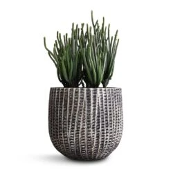 Crassula Muscosa - Watch Chain Plant -HousePlants Shop Crassula muscosa Watch Chain Plant 10.5x20cm Feico Plant Pot Metal Black 15x13cm