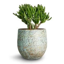 Crassula Ovata Gollum - Jade Plant -HousePlants Shop Crassula ovata Gollum Jade Plant 17x25cm Evi Plant Pot Antique Bronze 22x20cm