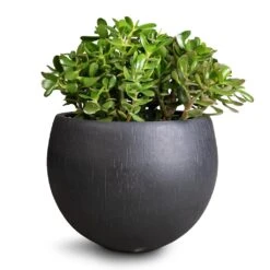 HousePlants Shop 5 Crassula Ovata - Jade Plant