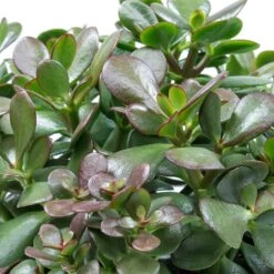 HousePlants Shop -HousePlants Shop Crassula ovata Jade Plant Leaves