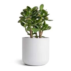 Crassula Ovata Sunset - Jade Plant -HousePlants Shop Crassula ovata Sunset Jade Plant 12 2x25cm Lisbon Plant Pot White 15x15cm