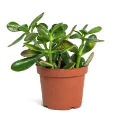 Crassula Ovata Sunset - Jade Plant -HousePlants Shop Crassula ovata Sunset Jade Plant 12cm New