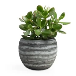 Crassula Ovata Sunset - Jade Plant -HousePlants Shop Crassula ovata Sunset Jade Plant 12x25cm Koen Plant Pot Anthracite 16x13cm