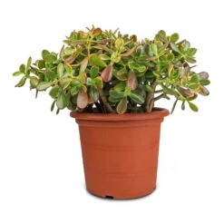 Crassula Ovata Sunset - Jade Plant -HousePlants Shop Crassula ovata Sunset Jade Plant 30x50cm