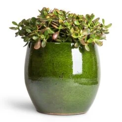 Aimee Plant Pot - Pear -HousePlants Shop Crassula ovata Sunset Jade Plant 30x50cm Aimee Plant Pot Pear 38x34cm 2dbc6a95 d746 4725 974a 07053a5c64fb