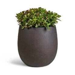 Crassula Ovata Sunset - Jade Plant -HousePlants Shop Crassula ovata Sunset Jade Plant 30x50cm Grigio Balloon Plant Pot Rusty Iron Concrete 42x42cm