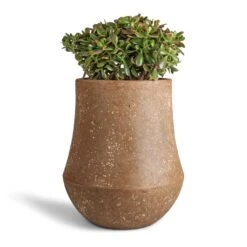 Crassula Ovata Sunset - Jade Plant -HousePlants Shop Crassula ovata Sunset Jade Plant 30x50cm Polystone Coated Darcy Planter Rock 47x56.5cm b06dc466 4586 4678 a84a cc3e652eec58