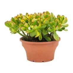 Crassula Ovata Sunset - Jade Plant -HousePlants Shop Crassula ovata Sunset Jade Plant Large
