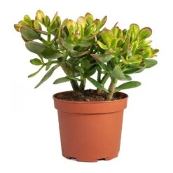 Crassula Ovata Sunset - Jade Plant -HousePlants Shop Crassula ovata Sunset Jade Plant Medium