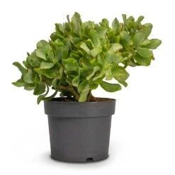 Crassula Ovata Undulata - Curly Jade Plant -HousePlants Shop Crassula ovata Undulata Curly Jade Houseplant 17x25cm