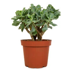 Crassula Ovata Undulata - Curly Jade Plant -HousePlants Shop Crassula ovata Undulata Curly Jade Plant 14cm 2