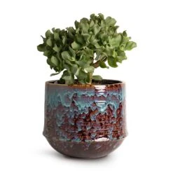 Crassula Ovata Undulata - Curly Jade Plant -HousePlants Shop Crassula ovata Undulata Curly Jade Plant 17x25cm Noud Plant Pot Marrakesh 26x22cm 25125ee1 1075 460e b6e9 2325675ab9df
