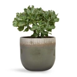 Crassula Ovata Undulata - Curly Jade Plant -HousePlants Shop Crassula ovata Undulata Curly Jade Plant 17x25cm Tarra Plant Pot Forest 23x20cm d7d47608 b3fe 455a a11b 8619bedfe272