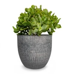 Crassula Ovata Undulata - Curly Jade Plant -HousePlants Shop Crassula ovata Undulata Curly Jade Plant Karlijn Plant Pot Anthracite 22x20cm