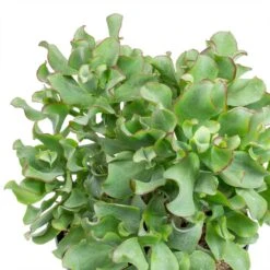 Crassula Ovata Undulata - Curly Jade Plant -HousePlants Shop Crassula ovata Undulata Curly Jade Plant Leaves