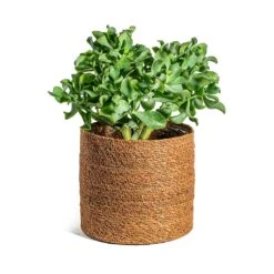 Crassula Ovata Undulata - Curly Jade Plant -HousePlants Shop Crassula ovata Undulata Curly Jade Plant Stef Plant Baskets Set of 5 Camel