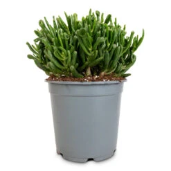 Crassula Ovata Gollum - Jade Plant -HousePlants Shop Crassula ovata gollum jade plant 14cm