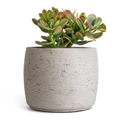 Crassula Ovata Sunset - Jade Plant -HousePlants Shop Crassula ovata sunset Jade Plant 17x30cm Mini Valerie Plan tPot Grey Washed 22x17cm