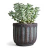 Crassula Perforata - String Of Buttons -HousePlants Shop Crassula perforata String Of Buttons 10.5x20cm Duncan Plant Pot Blue Gold 14x13cm