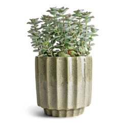 Lugano Scalloped Plant Pot - Green -HousePlants Shop Crassula perforata String Of Buttons 10.5x20cm Lugano Scalloped Plant Pot Green 13x13cm ef705ae0 13cf 444e a3be b20cb71eced5