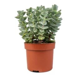 Crassula Perforata - String Of Buttons 9 Crassula Perforata - String Of Buttons -HousePlants Shop Crassula perforata String Of Buttons