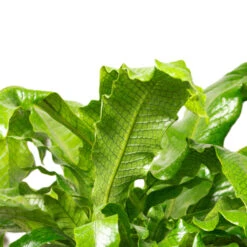 Microsorum Musifolium Crocodyllus - Crocodile Fern -HousePlants Shop Crocodilefern 1